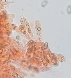 Inosperma lanatodiscum